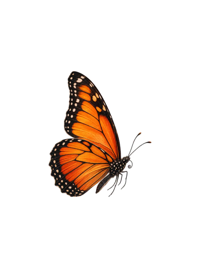 Tatuaje de mariposa en la pantorrilla, diseño limpio