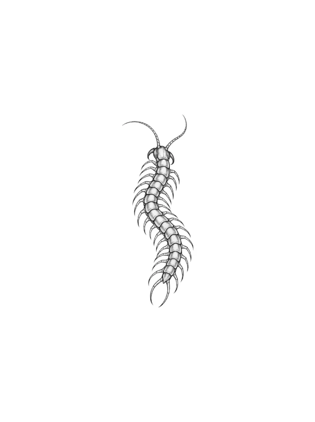 Descending Centipede Tattoo clean design