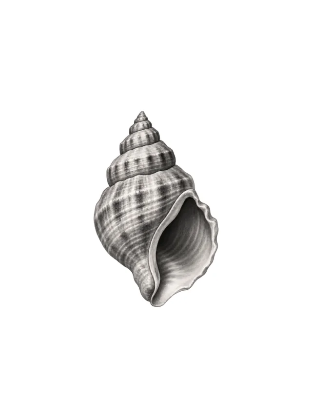 Tatuagem de concha no pulso, desenho limpo
