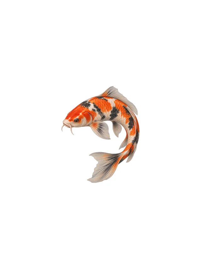 Orange Curved Koi Tattoo clean design