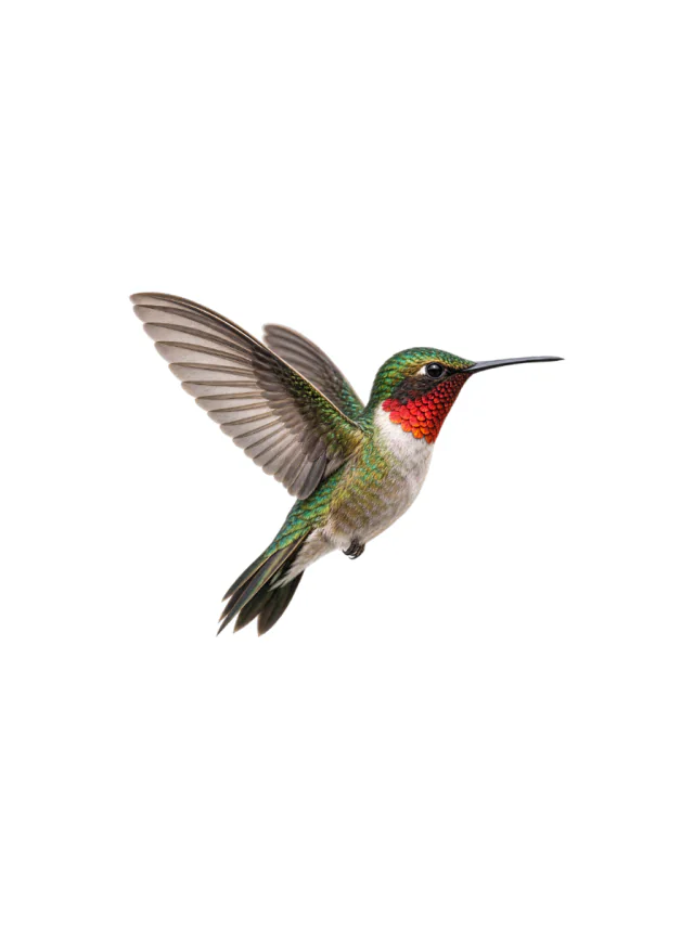 Exactly one hummingbird hovering in side profile, no flower or scenery Tattoo clean design