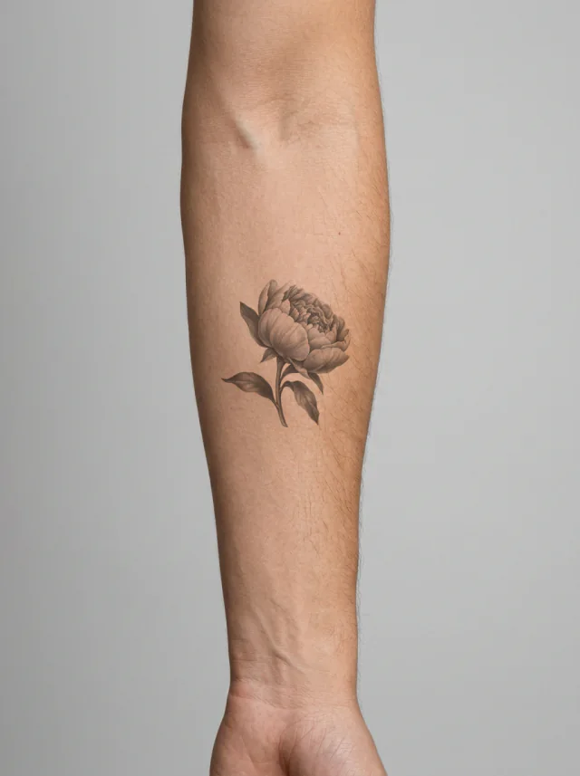 Tatuagem de peônia no braço, aplicada na pele