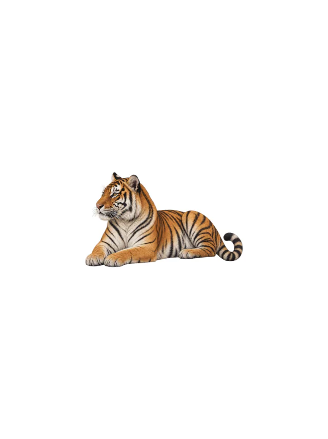 Resting Color Realism Tiger Forearm Tattoo clean design
