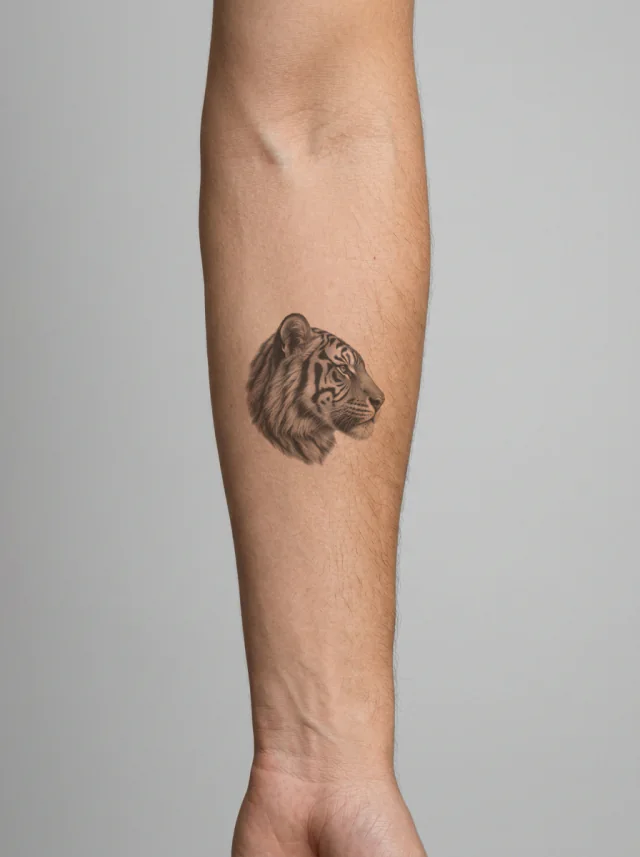 Tatuagem de tigre no braço, aplicada na pele