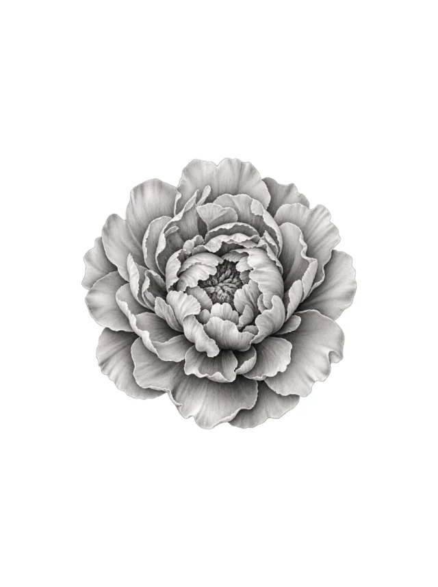 Open peony single flower bloom from above with layered dense and sparse petals Tattoo clean design