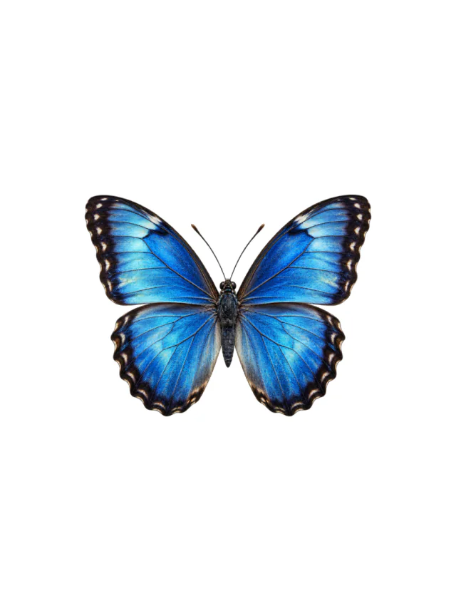 Tatuagem de borboleta no braço, desenho limpo