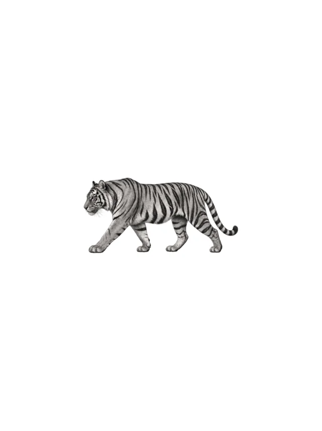 Walking Tiger Black-and-Grey Tattoo clean design