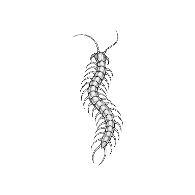 Descending Centipede Tattoo planner element