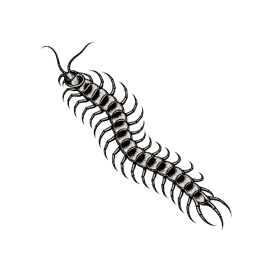 Diagonal Centipede Tattoo planner element