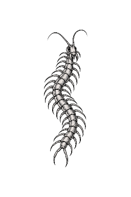 Centipede Upright Tattoo planner element