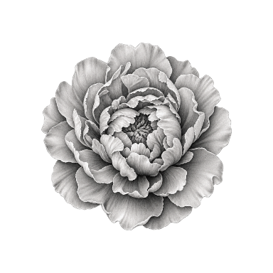 Open peony single flower bloom from above with layered dense and sparse petals Tattoo planner element