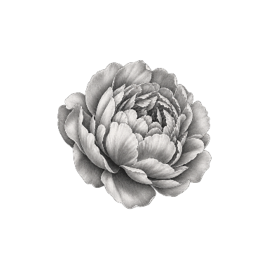 Small peony single flower bloom with readable broad tonal masses Tattoo planner element
