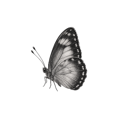Exactly one butterfly in side view with closed wings, simple enough for wrist scale Tattoo planner element