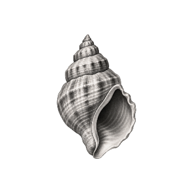 Spiral seashell with clear opening and broad readable volume for wrist scale Tattoo planner element