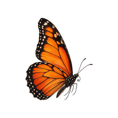 Exactly one orange butterfly in side flight, asymmetrical profile silhouette Tattoo planner element