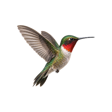 Exactly one hummingbird hovering in side profile, no flower or scenery Tattoo planner element