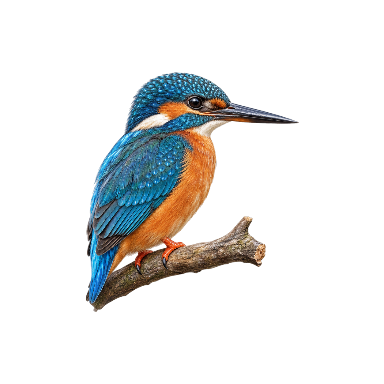 Exactly one small kingfisher perched in side profile on exactly one short plain branch Tattoo planner element